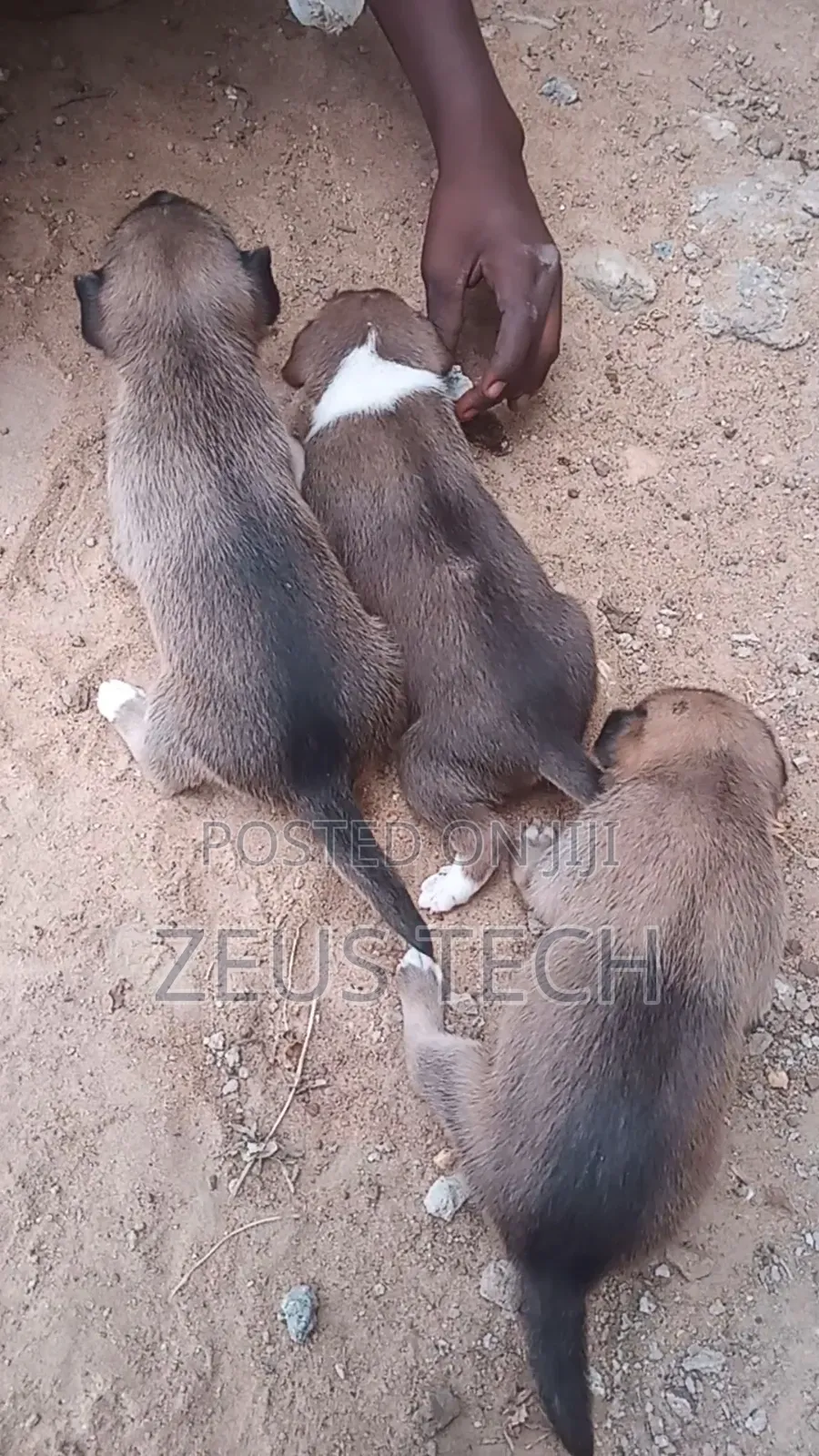 1-3 months Female Mixed Breed Dog