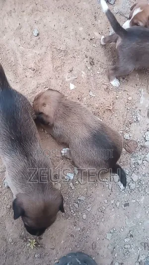 1-3 months Female Mixed Breed Dog