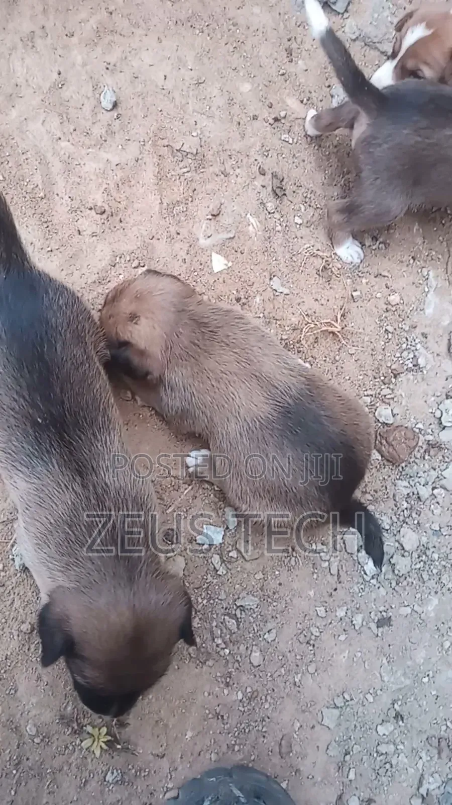 1-3 months Female Mixed Breed Dog