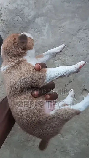 1-3 months Female Mixed Breed Dog