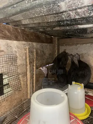 Guinea Fowls