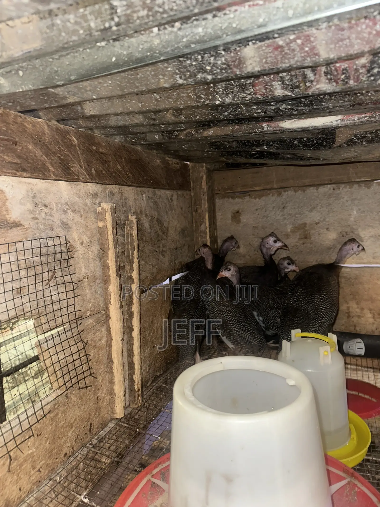 Guinea Fowls
