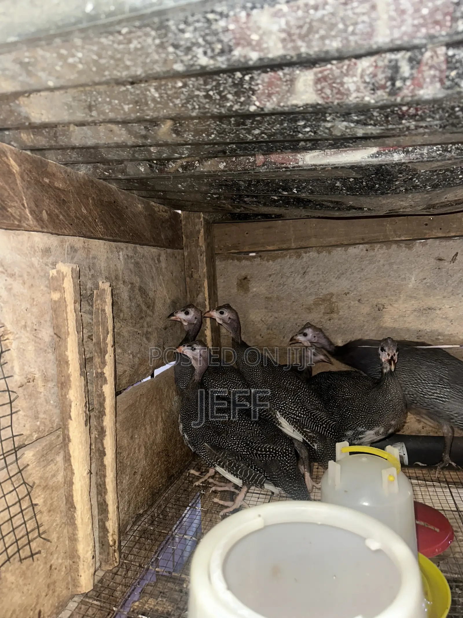 Guinea Fowls