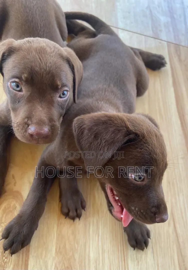 1-3 months Female Purebred Labrador Retriever