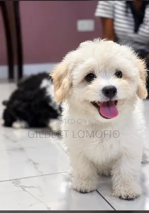 1-3 months Male Purebred Poodle