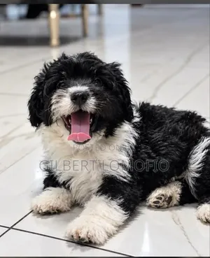 1-3 months Male Purebred Poodle