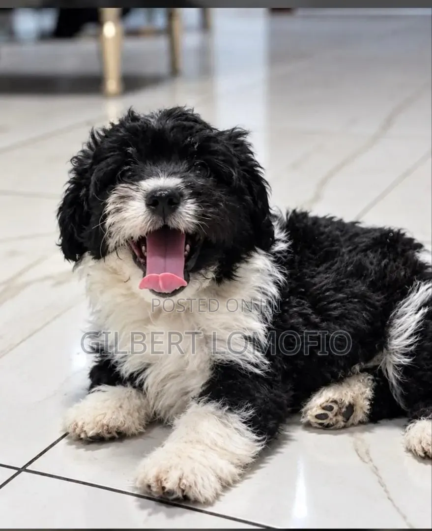 1-3 months Male Purebred Poodle