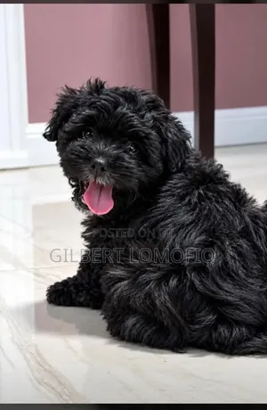1-3 months Male Purebred Poodle