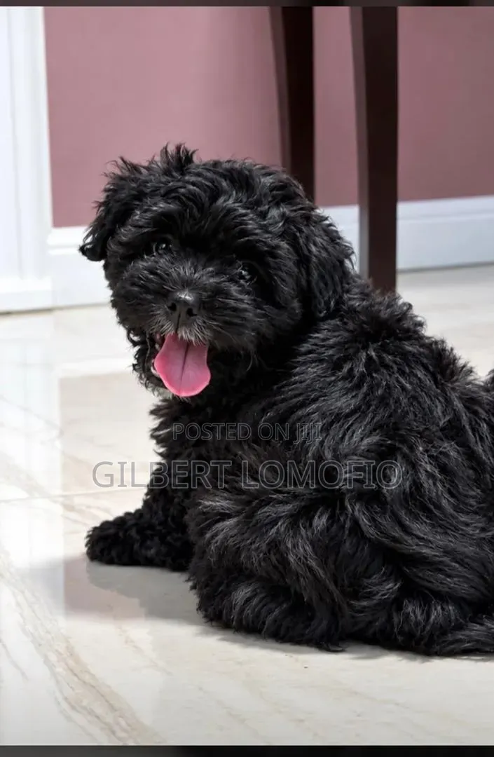 1-3 months Male Purebred Poodle