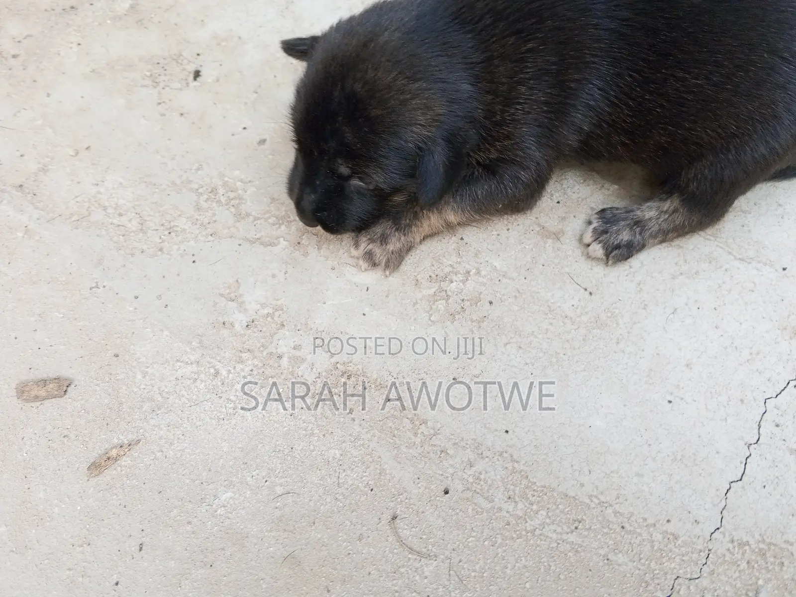 1-3 months Female Purebred Mongrel (No Breed)
