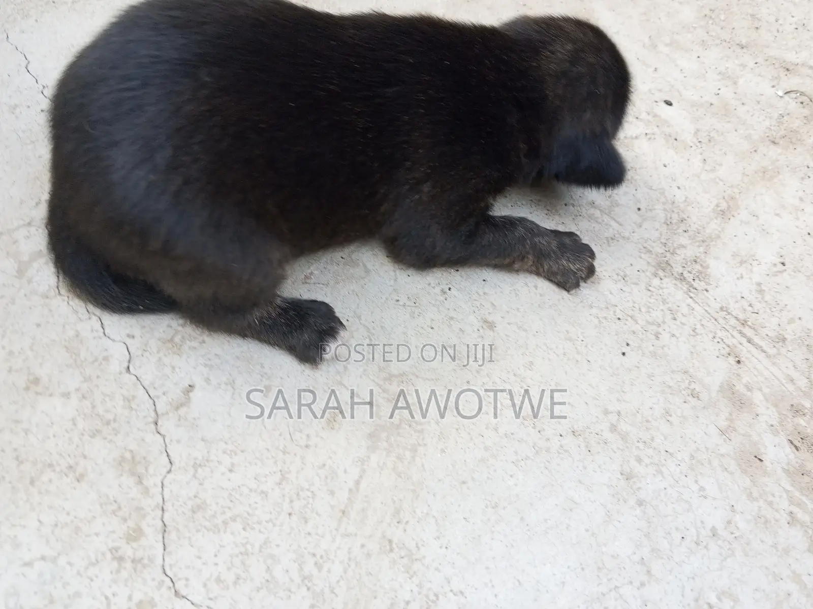 1-3 months Female Purebred Mongrel (No Breed)