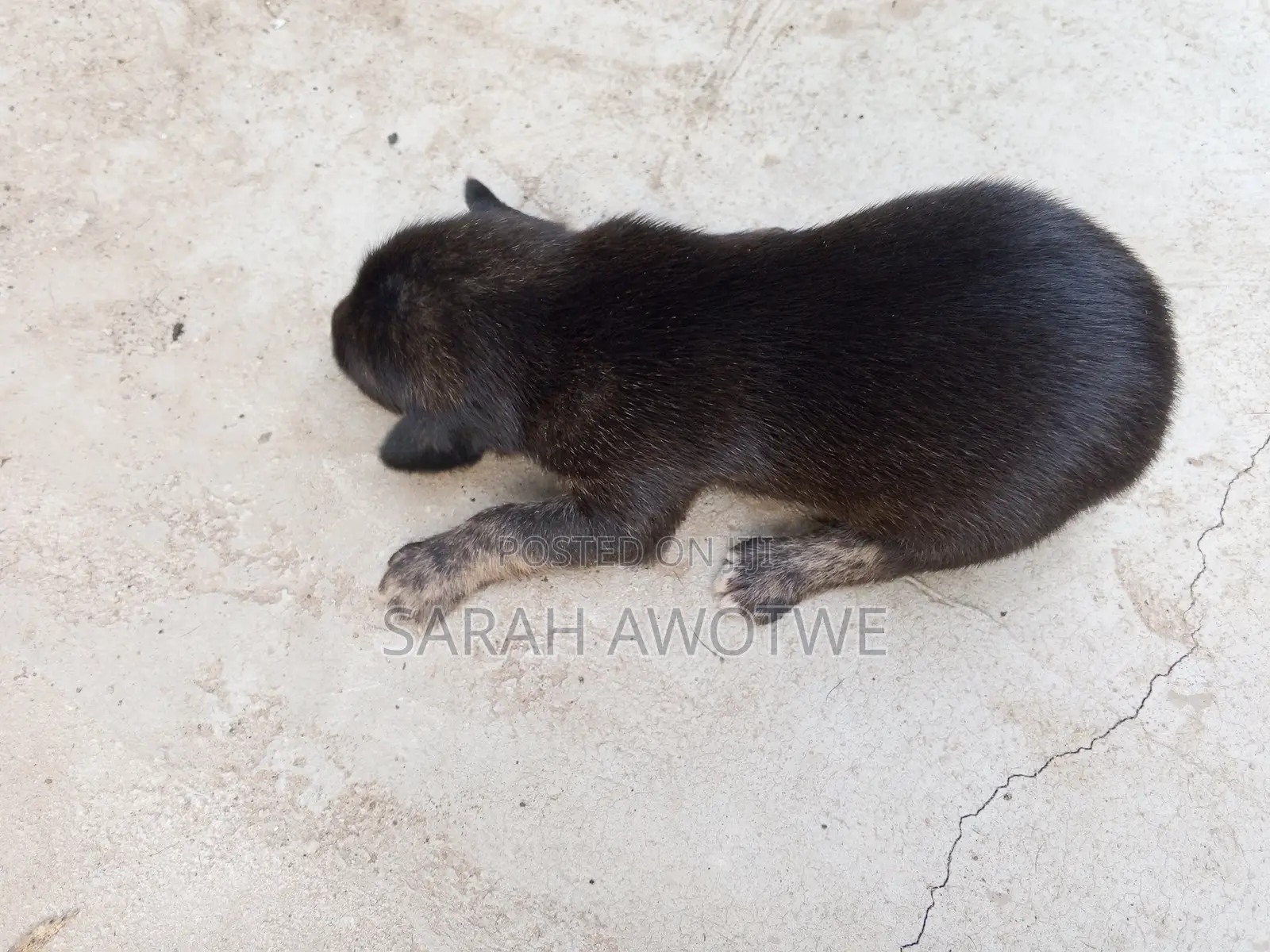 1-3 months Female Purebred Mongrel (No Breed)