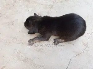 1-3 months Female Purebred Mongrel (No Breed)