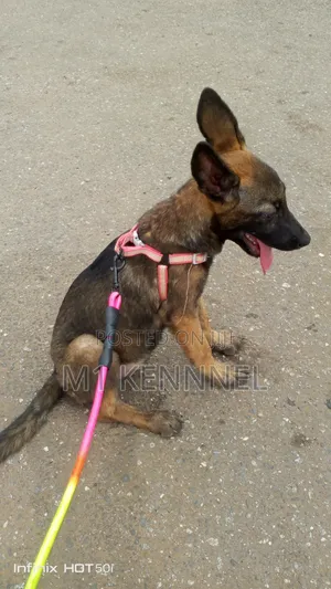 1-3 months Female Purebred Belgian Malinois