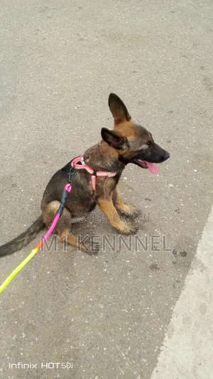 1-3 months Female Purebred Belgian Malinois