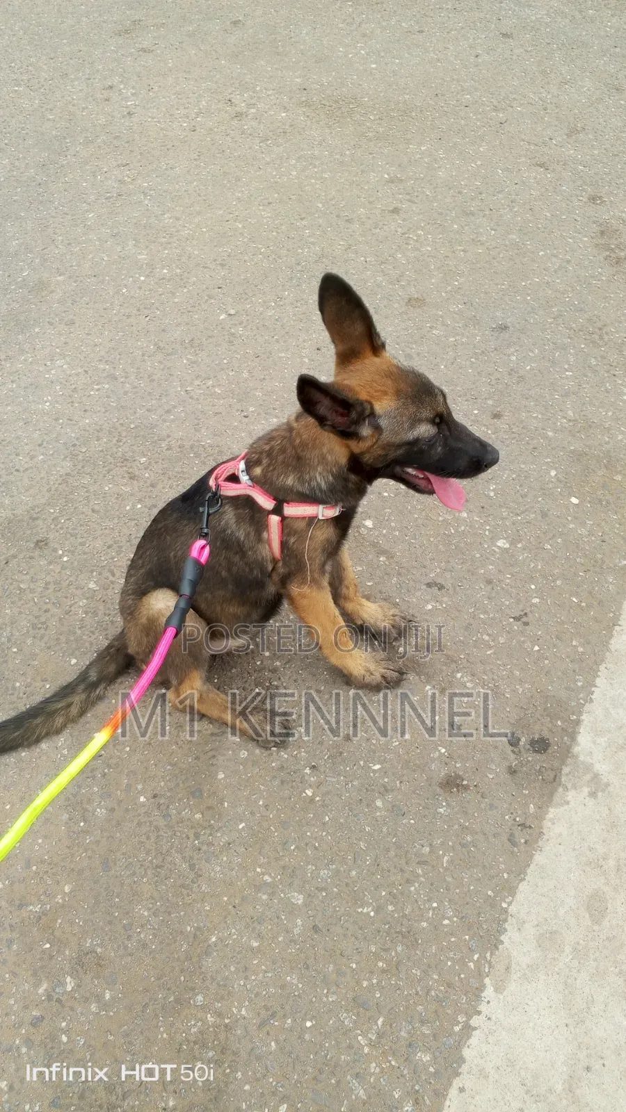1-3 months Female Purebred Belgian Malinois
