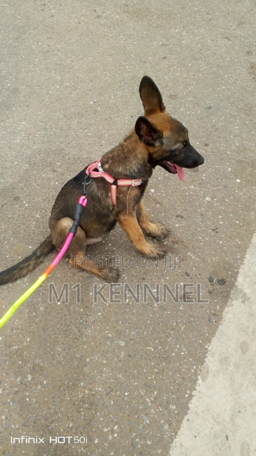 1-3 months Female Purebred Belgian Malinois