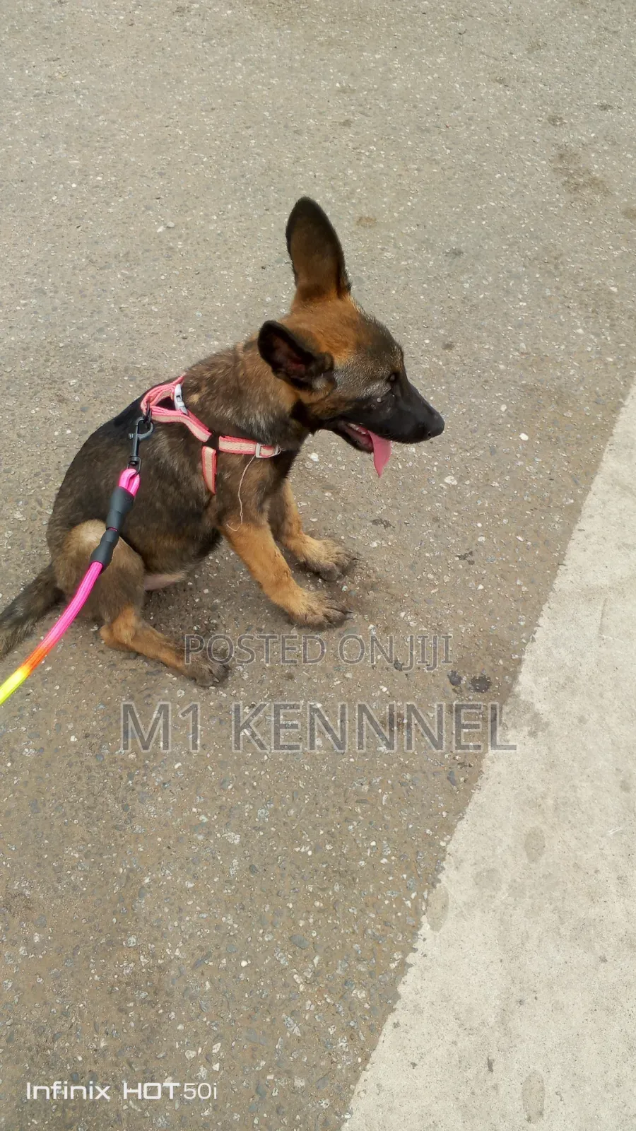 1-3 months Female Purebred Belgian Malinois