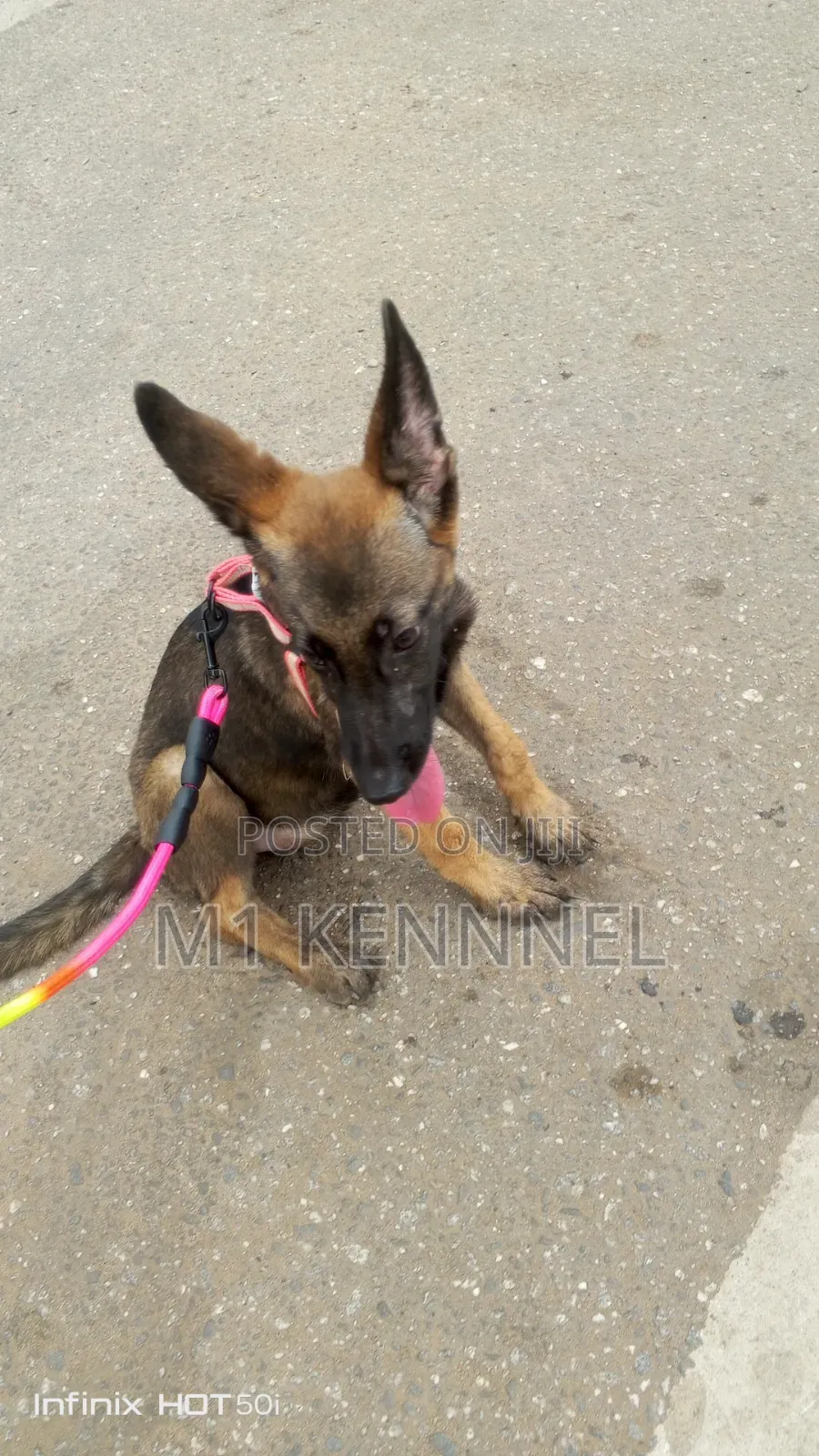 1-3 months Female Purebred Belgian Malinois