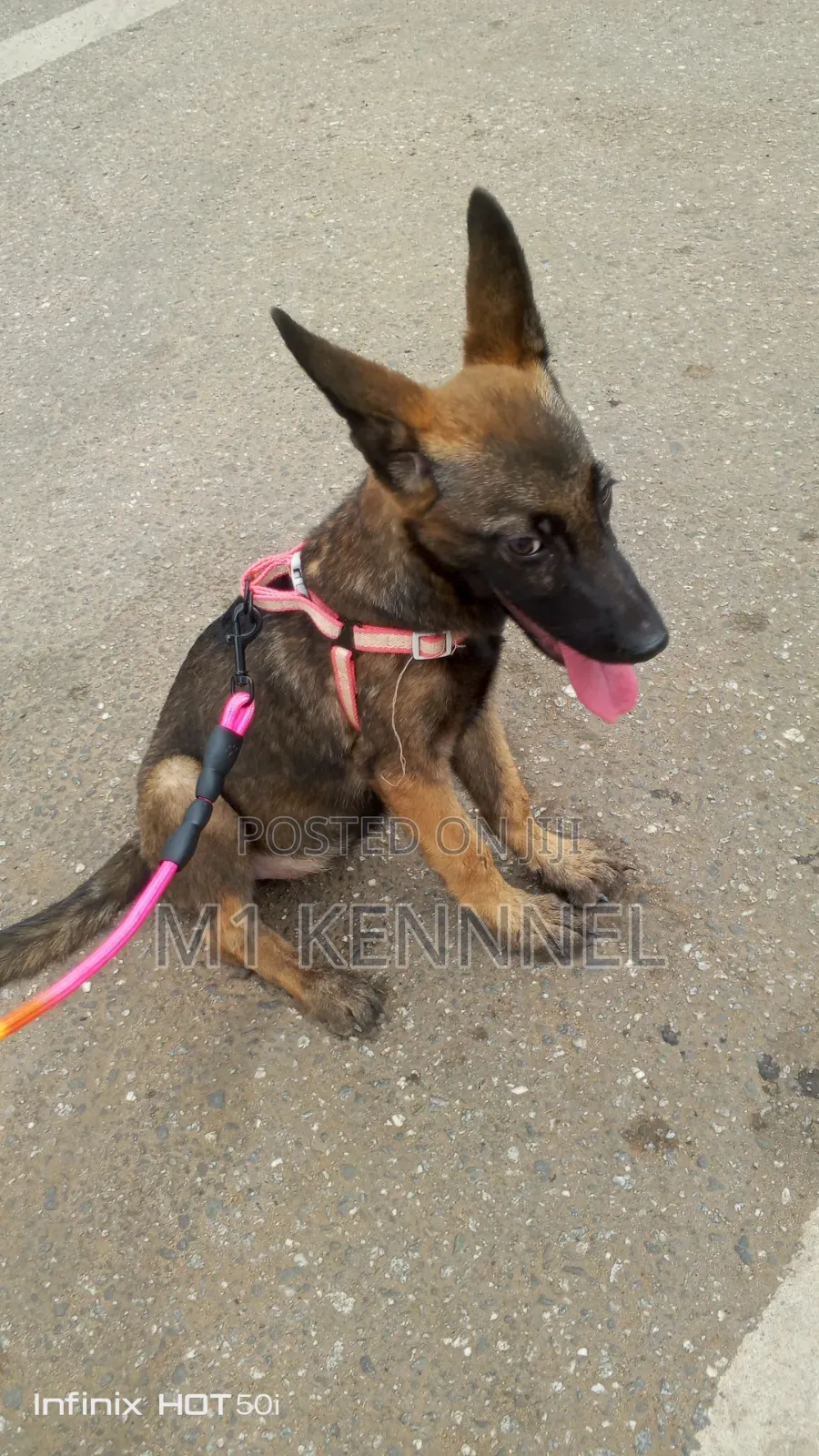 1-3 months Female Purebred Belgian Malinois