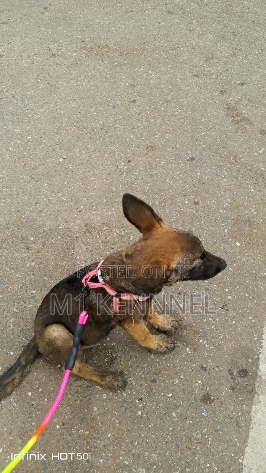 1-3 months Female Purebred Belgian Malinois
