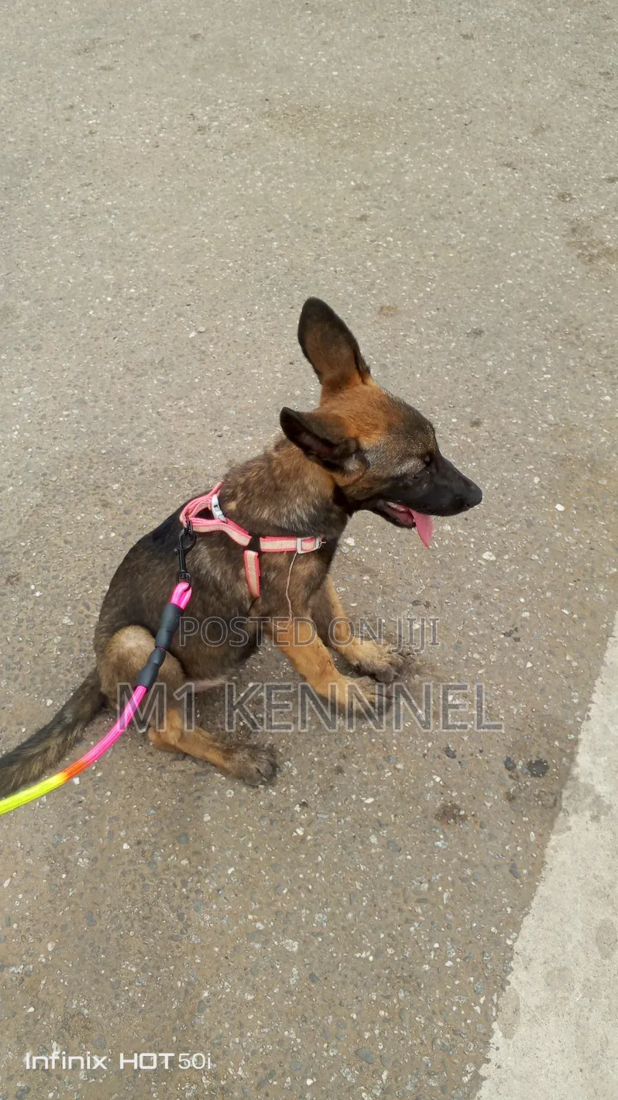 1-3 months Female Purebred Belgian Malinois
