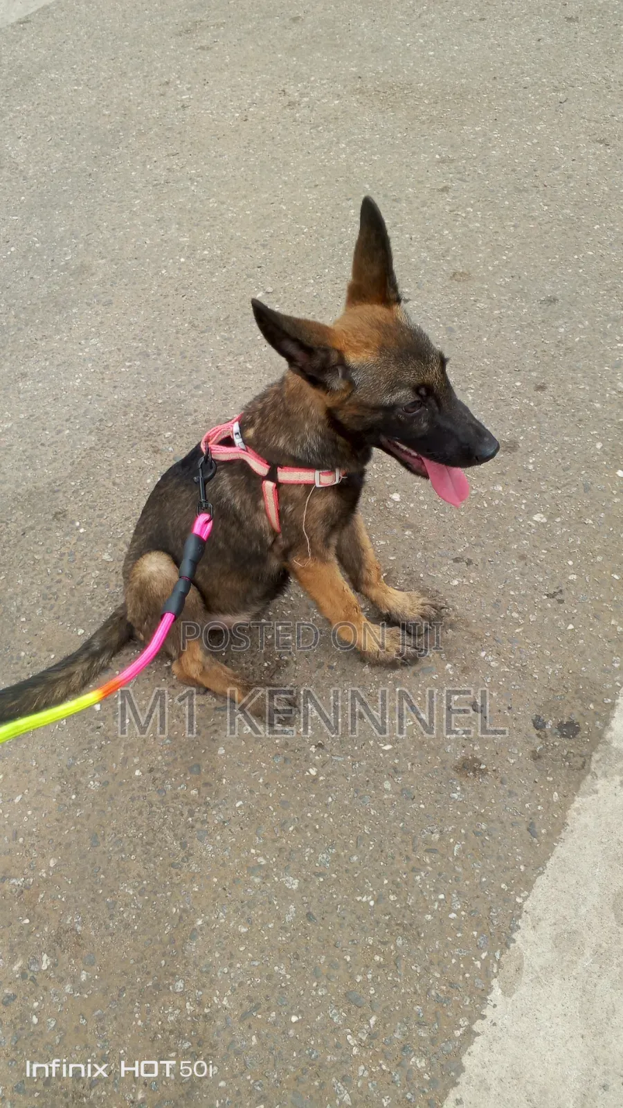 1-3 months Female Purebred Belgian Malinois