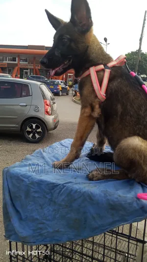 1-3 months Female Purebred Belgian Malinois