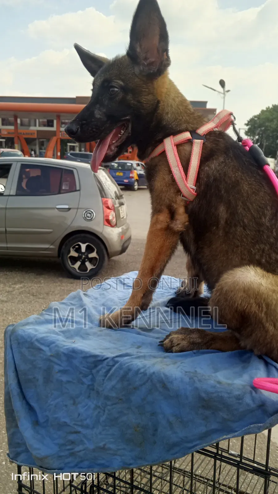 1-3 months Female Purebred Belgian Malinois