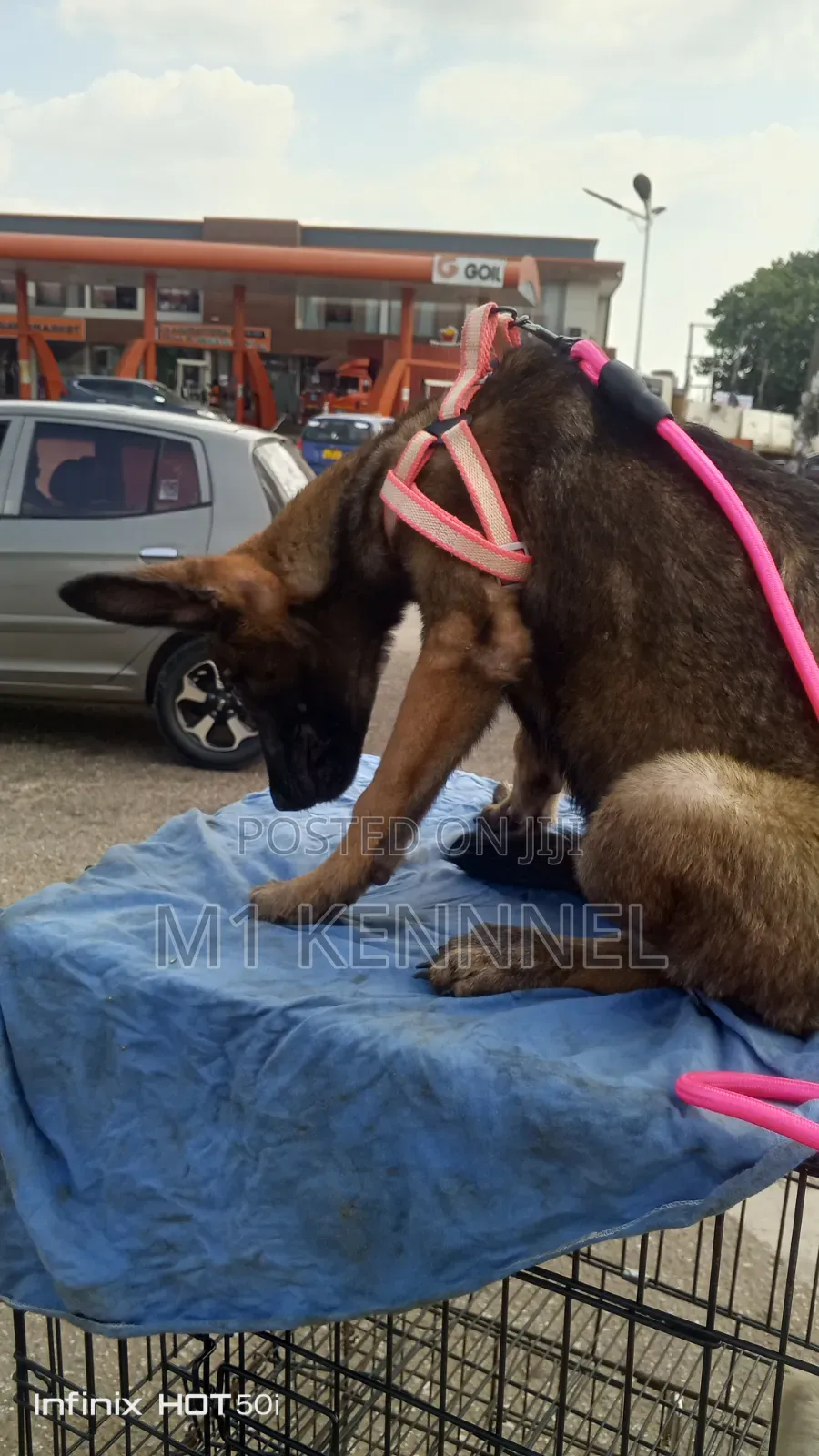1-3 months Female Purebred Belgian Malinois