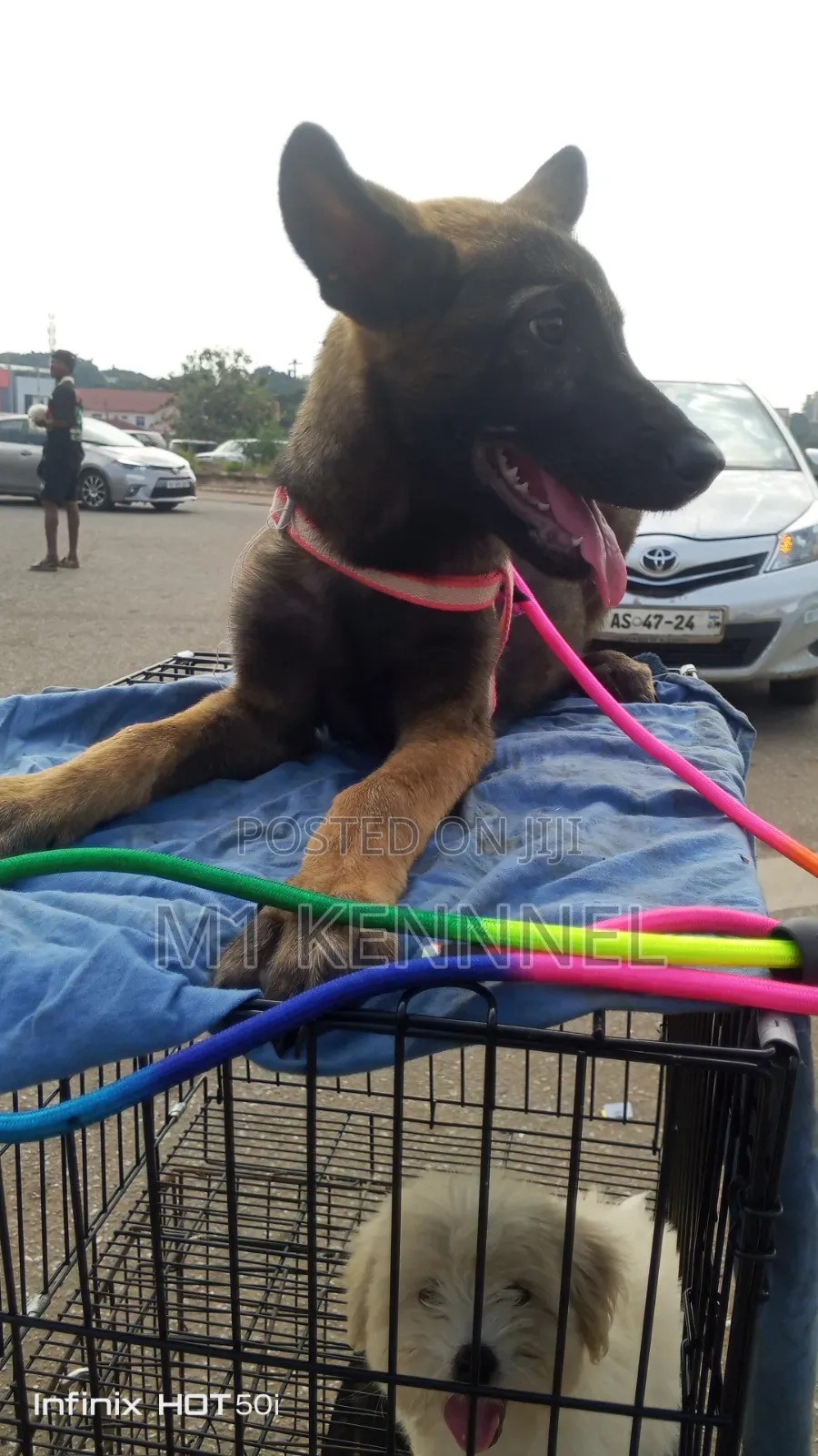 1-3 months Female Purebred Belgian Malinois