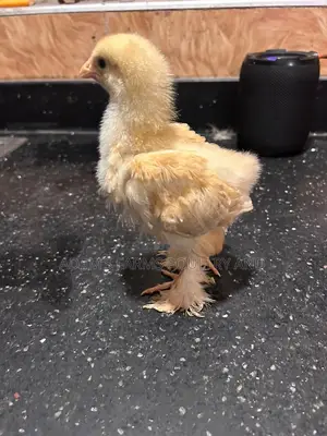 3-4 Weeks Old Brahma Chicks