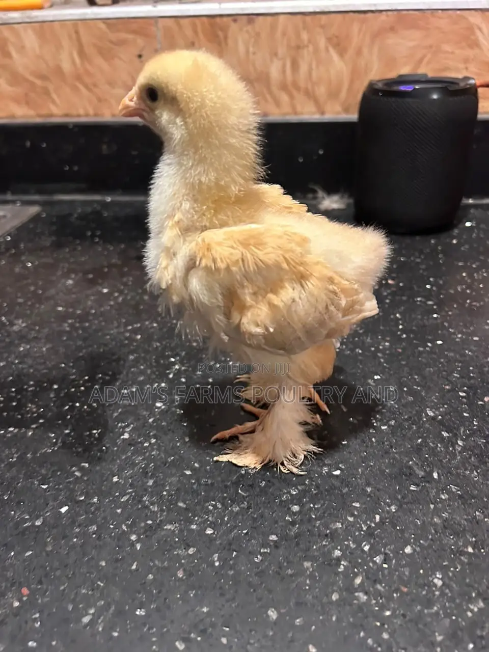 3-4 Weeks Old Brahma Chicks