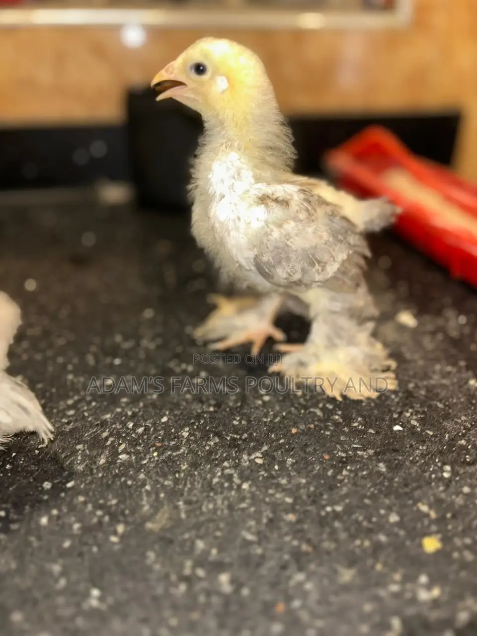 3-4 Weeks Old Brahma Chicks
