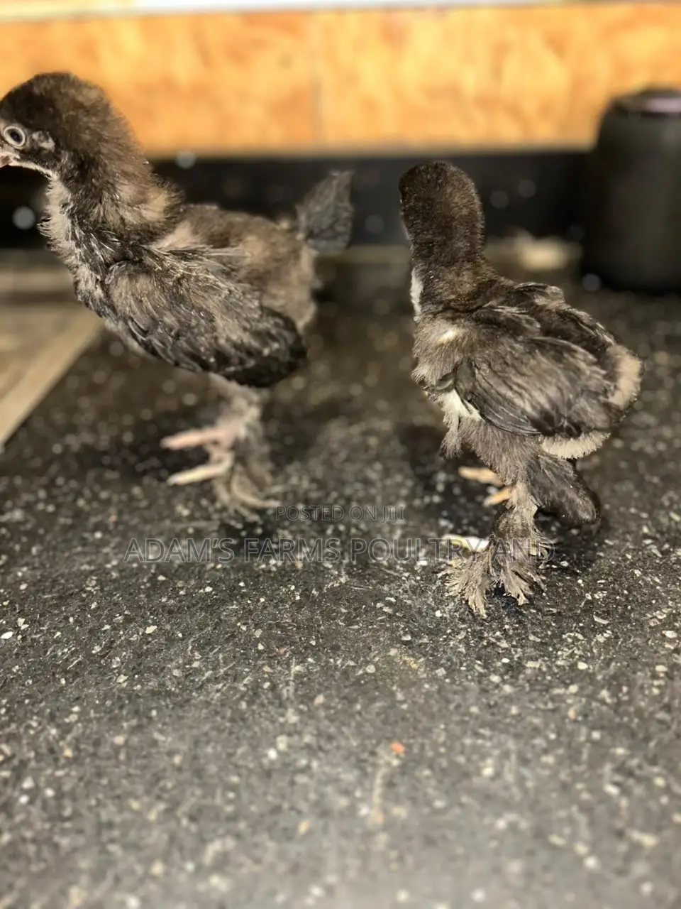 3-4 Weeks Old Brahma Chicks