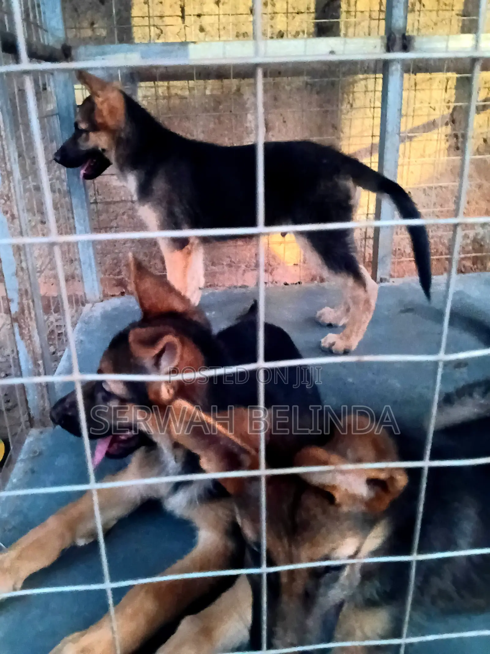 1-3 months Female Purebred German Shepherd