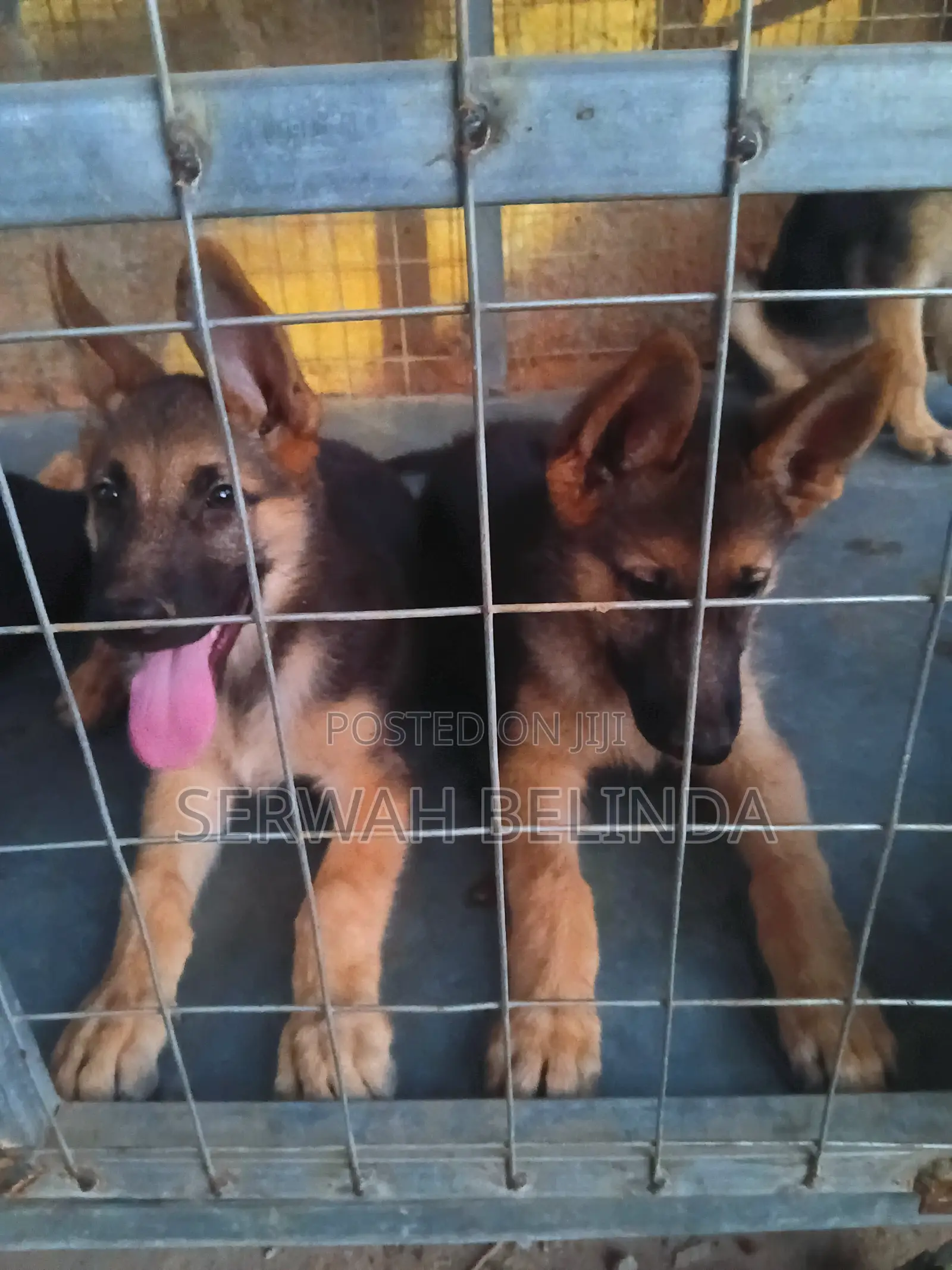 1-3 months Female Purebred German Shepherd