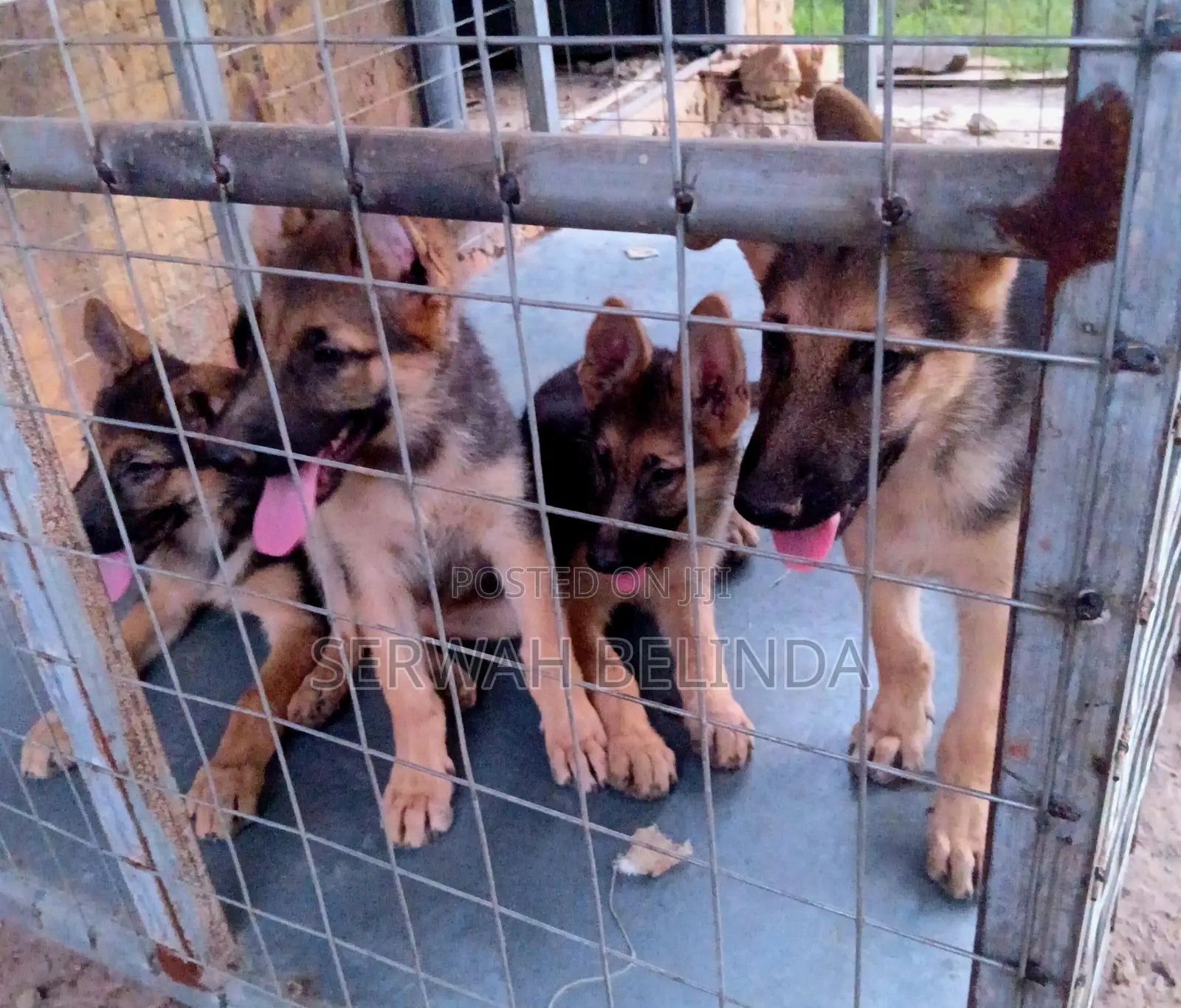 1-3 months Female Purebred German Shepherd