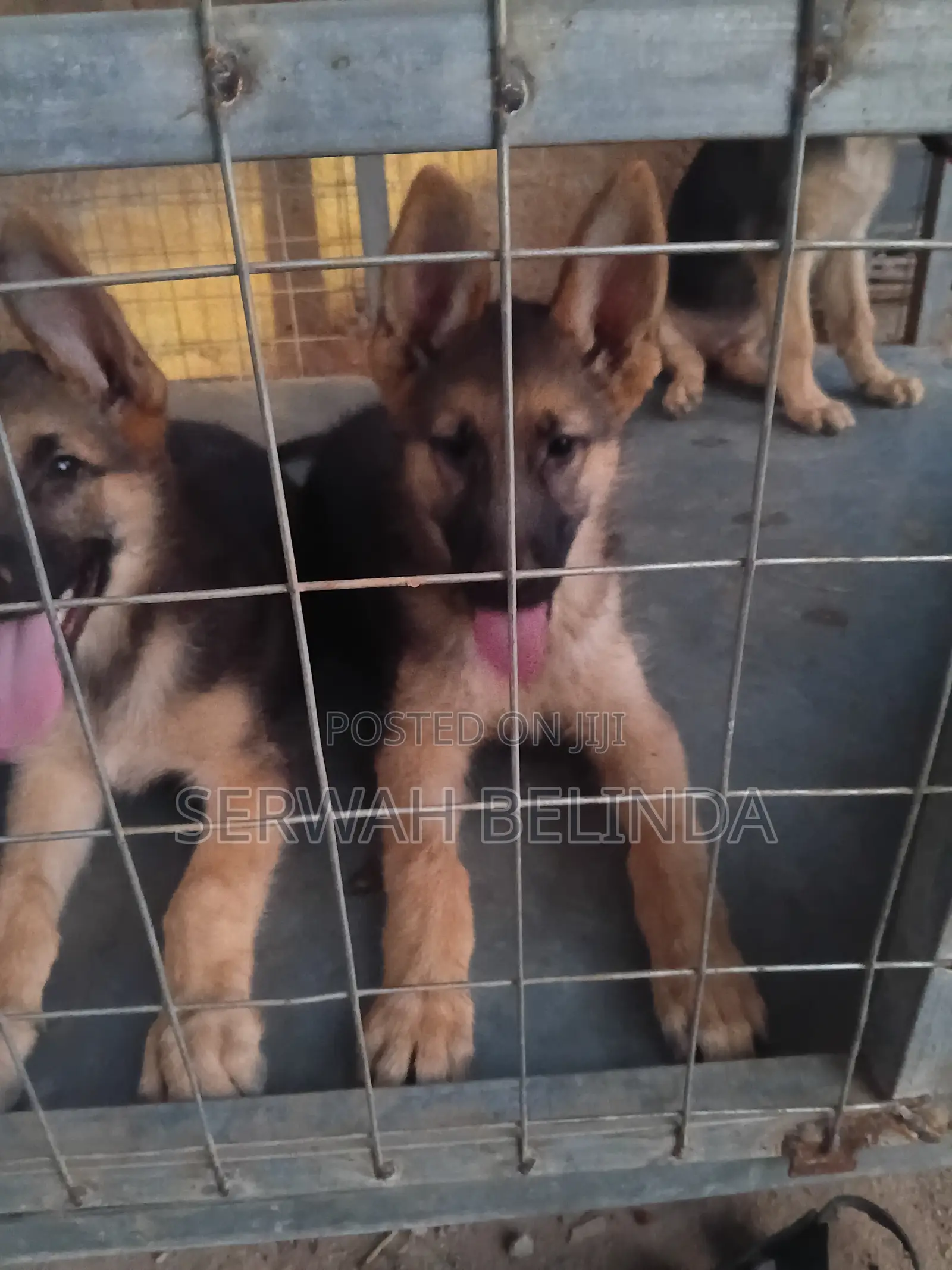 1-3 months Female Purebred German Shepherd