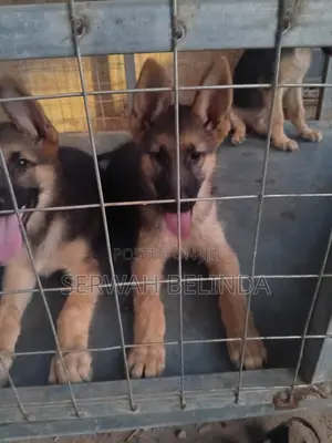 1-3 months Female Purebred German Shepherd