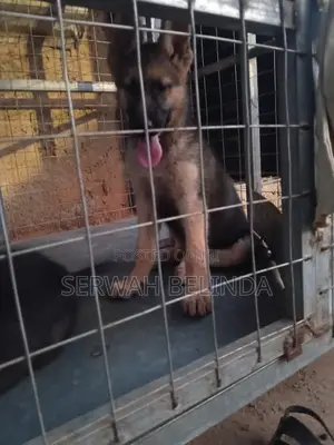 1-3 months Female Purebred German Shepherd