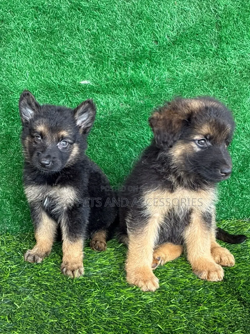 1-3 months Male Purebred German Shepherd