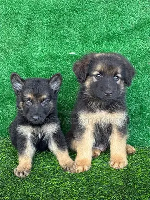 1-3 months Male Purebred German Shepherd