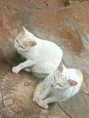6-12 months Male Mixed Breed Persian