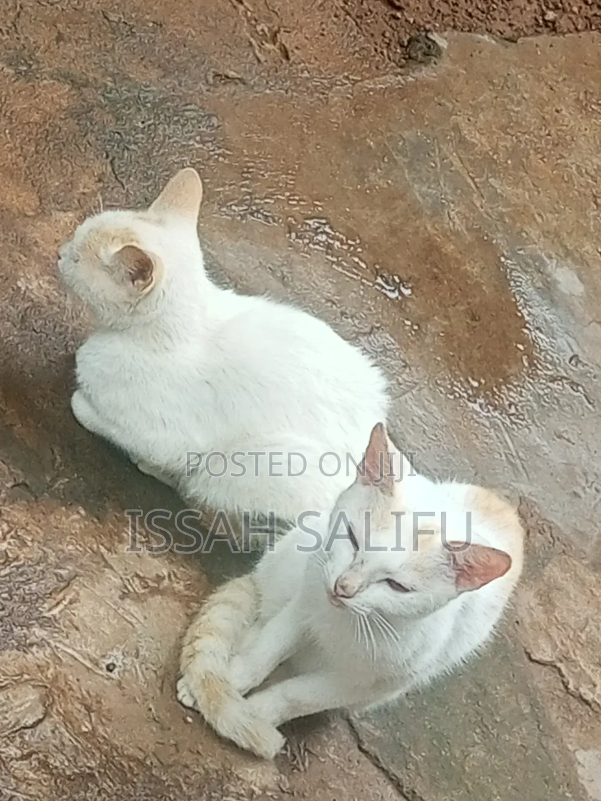 6-12 months Male Mixed Breed Persian