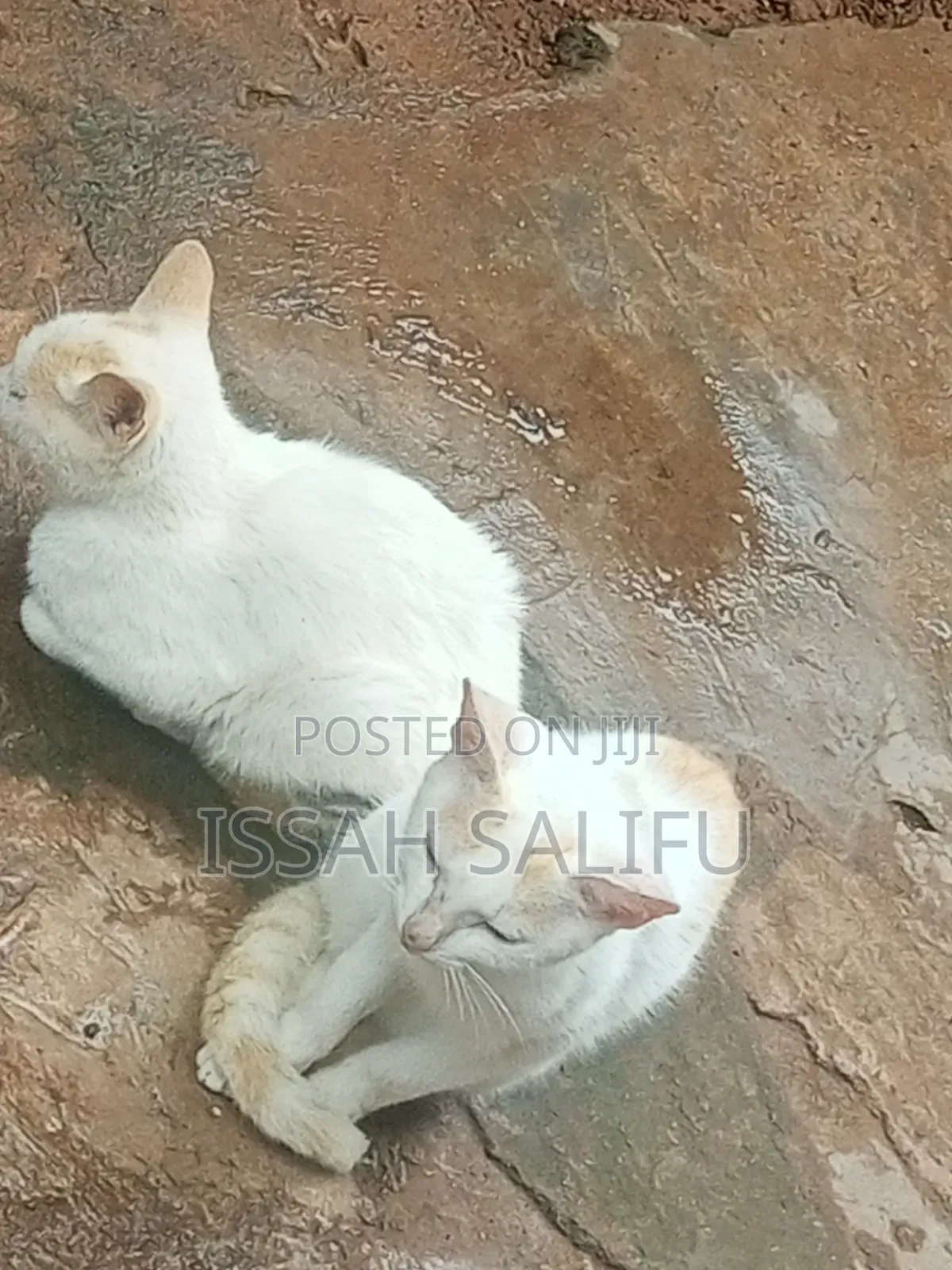 6-12 months Male Mixed Breed Persian