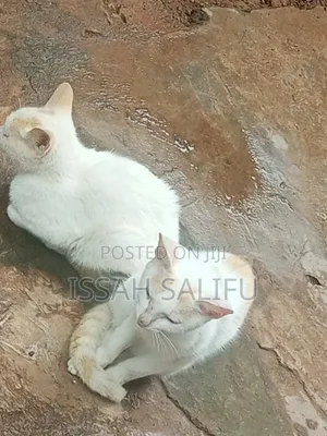 6-12 months Male Mixed Breed Persian