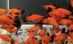 Moonfish Panada