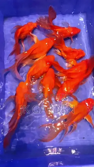 Butterfly Koi Red