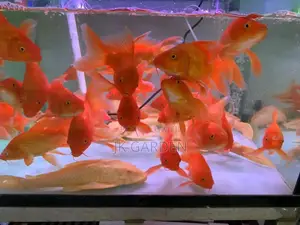 Butterfly Koi Red